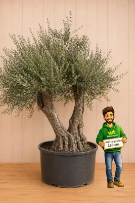 Olijfboom Olea 3 stammen, stamhoogte 100 cm en boomhoogte 350 cm Luxe Olijfboom Warentuin Natuurlijk bij Warentuin