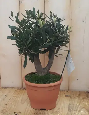 Olijfboom Olea Europaea 40 cm Warentuin Natuurlijk bij Warentuin