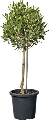 Olijfboom (Olea europaea) D 18 H 80 cm bij Intratuin