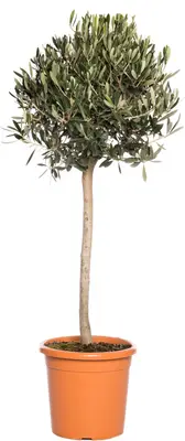 Olijfboom (Olea europaea) D 22 H 100 cm bij Intratuin