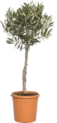 Olijfboom (Olea europaea) D 24 H 110 cm bij Intratuin