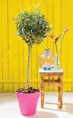 Olijfboom (Olea europaea) D 24 H 140 cm bij Intratuin