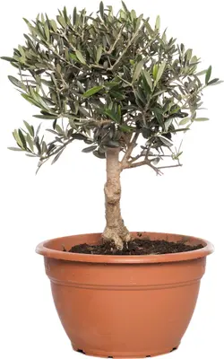 Olijfboom (Olea europaea) D 25 H 40 cm bij Intratuin