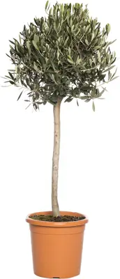 Olijfboom (Olea europaea) D 30 H 120 cm bij Intratuin
