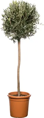 Olijfboom (Olea europaea) D 32 H 140 cm bij Intratuin