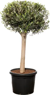 Olijfboom (Olea europaea) D 33 H 180 cm bij Intratuin