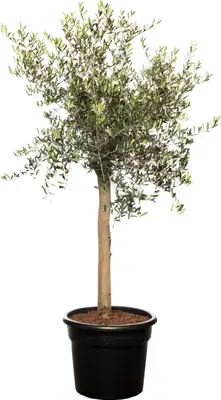 Olijfboom (Olea europaea) D 35 H 160 cm bij Intratuin