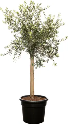 Olijfboom (Olea europaea) D 40 H 100 cm bij Intratuin