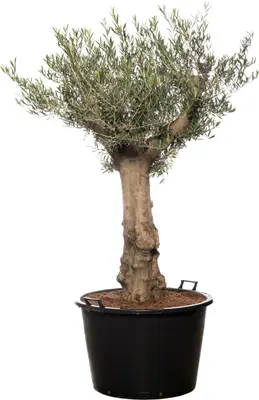 Olijfboom (Olea europaea) D 80 H 180 cm bij Intratuin