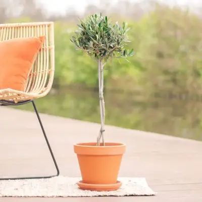Olijfboom - Olea Europaea - P19 bij Plantje.nl