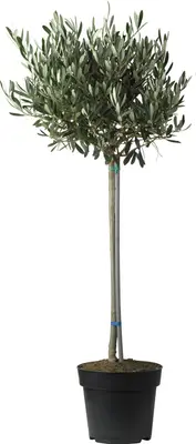 Olijfboom (Olea europea) D 20 H 50 cm bij Intratuin