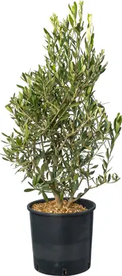 Olijfboom (Olea europea) D 28 H 60 cm bij Intratuin
