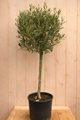 Olijfboom olea europeae 100 cm stam ongeveer 50cm Warentuin Natuurlijk bij Warentuin