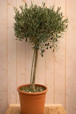 Olijfboom olea europeae 120 cm stam ongeveer 60cm Warentuin Natuurlijk bij Warentuin