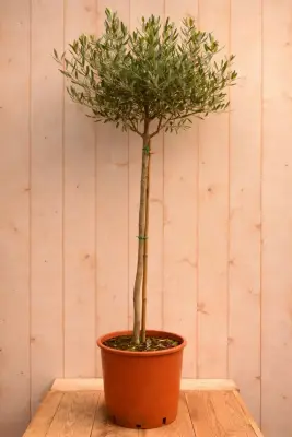 Olijfboom olea europeae 190 cm stam ongeveer 100cm Warentuin Natuurlijk bij Warentuin