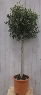 Olijfboom Olea stamhoogte 100 cm en boomhoogte 180 cm Warentuin Natuurlijk bij Warentuin