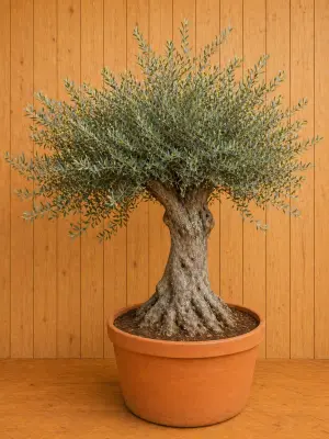 Olijfboom Olea stamhoogte 100 cm en boomhoogte 300 cm Dikke oude Stam Warentuin Natuurlijk bij Warentuin