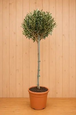Olijfboom Olea stamhoogte 50 cm en boomhoogte 120 cm Warentuin Natuurlijk bij Warentuin
