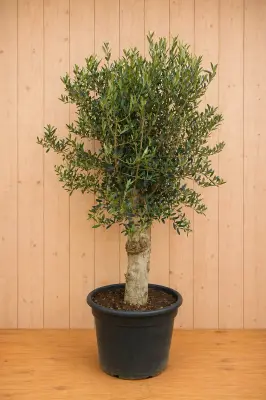 Olijfboom Olea stamhoogte 50 cm en boomhoogte 150 cm Redelijk Dikke Stam Warentuin Natuurlijk bij Warentuin