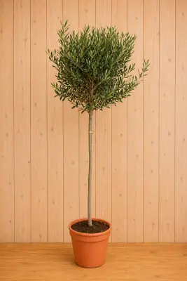 Olijfboom Olea stamhoogte 70 cm en boomhoogte 140 cm Warentuin Natuurlijk bij Warentuin