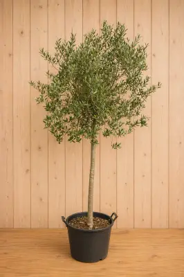 Olijfboom Olea stamhoogte 70 cm en boomhoogte 230 cm Warentuin Natuurlijk bij Warentuin