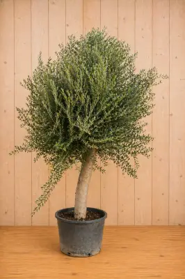 Olijfboom Olea stamhoogte 85 cm en boomhoogte 260 cm XXL Warentuin Natuurlijk bij Warentuin