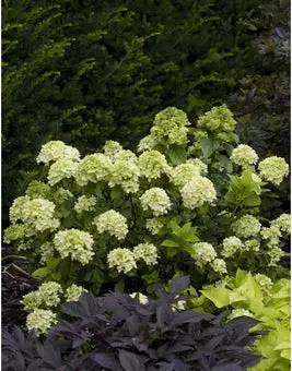 Pluimhortensia (Hydrangea paniculata 'Little Lime') D 19 cm bij Intratuin
