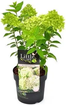 Pluimhortensia (Hydrangea paniculata 'Little Lime') H 25-30 cm bij Intratuin