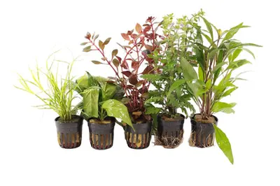 Premium Middenzone Aquariumplanten Mix bij Aquariumplantenshop