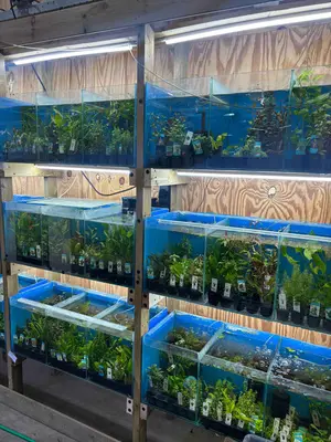 Restplanten Aquariumplanten Mix bij Aquariumplantenshop