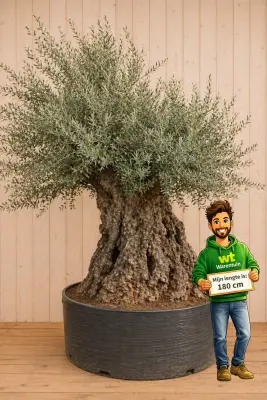 Reuze giga mega XXXL Olijfboom Olea 350 cm met mega dikke stam Warentuin Natuurlijk bij Warentuin