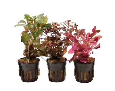Rode Aquariumplanten Mix bij Aquariumplantenshop