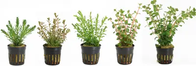 Rotala Aquariumplanten Mix bij Aquariumplantenshop