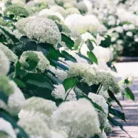 Sneeuwbalhortensia bij Tuincentrum.nl