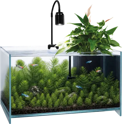 Superfish Medaka Aquarium (25L) bij Aquaria Pura