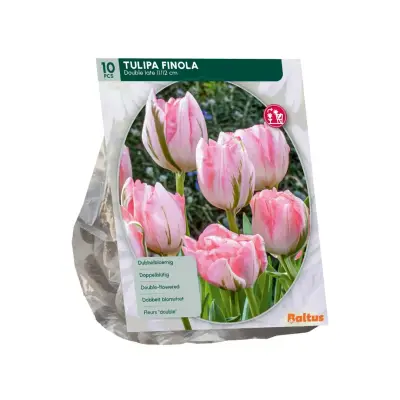 Tulipa Finola 10 stuks bloembollen II Baltus bij Warentuin