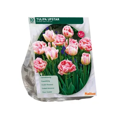 Tulipa Upstar 10 stuks bloembollen Baltus bij Warentuin