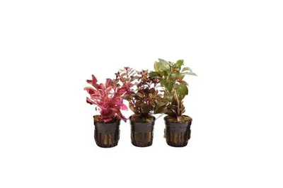 Valentijn Aquariumplanten Mix bij Aquariumplantenshop