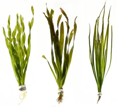 Vallisneria Aquariumplanten Mix bij Aquariumplantenshop