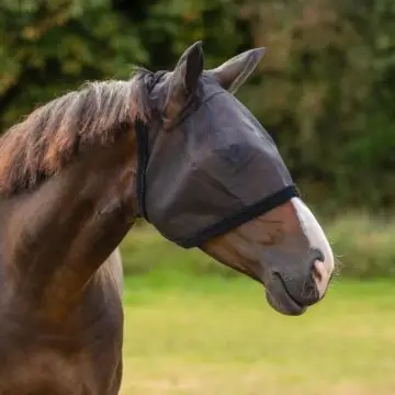 Vliegenmasker QHP met oren Zwart Mini Shetland bij Equidrome
