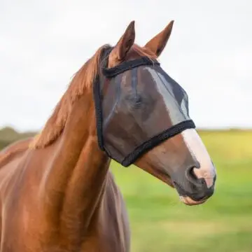 Vliegenmasker QHP zonder oren Zwart bij Equidrome