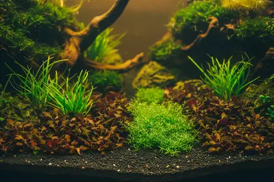 Voorzone Aquariumplanten Mix bij Aquariumplantenshop