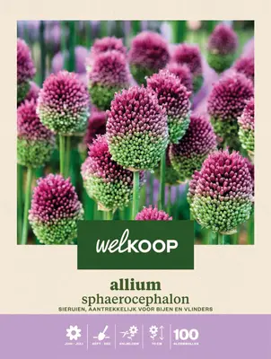 Welkoop Allium Sphaerocephalon - Bloembollen bij Welkoop