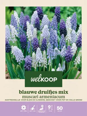 Welkoop Blauwe druifjes Muscari Armeniacum mix - Bloembollen bij Welkoop
