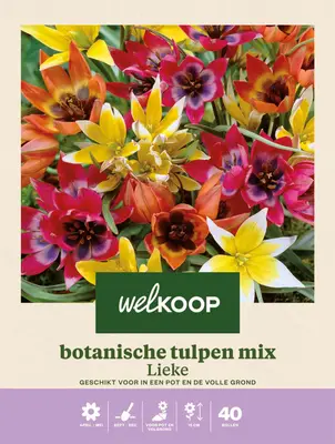 Welkoop Botanische Tulpen mix Lieke - Bloembollen bij Welkoop