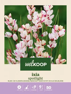 Welkoop Ixia Spotlight - Bloembollen bij Welkoop
