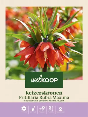 Welkoop Keizerskronen Sanja - Bloembollen bij Welkoop