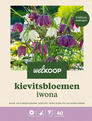 Welkoop Kievitsbloem Iwona - Bloembollen bij Welkoop
