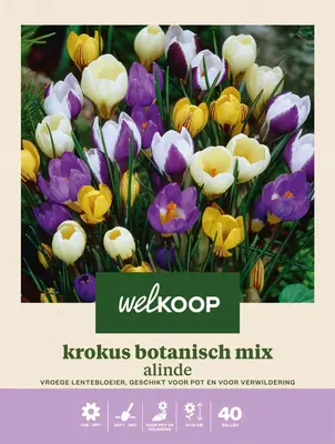 Welkoop Krokus Botanisch mix Alinde - Bloembollen bij Welkoop