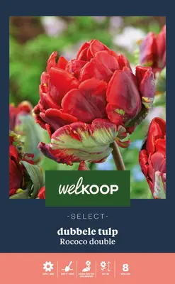 Welkoop Select Tulp Rococo Double - Bloembollen bij Welkoop
